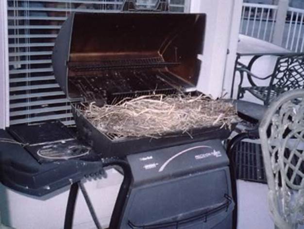 http://www.oddee.com/_media/imgs/articles2/a98512_bird-nest_3-barbecue.jpg