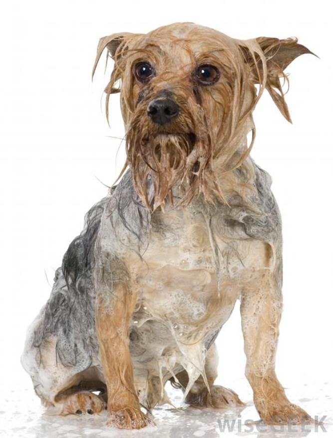 http://images.wisegeek.com/dog-with-suds.jpg