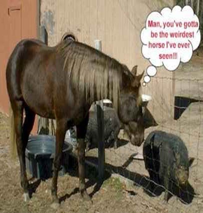 http://funnystack.com/wp-content/uploads/2014/04/Funny-Horses-42.jpg