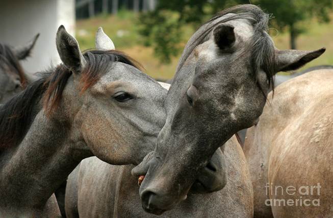 http://images.fineartamerica.com/images-medium-large/funny-horses-angel-tarantella-ciesniarska.jpg