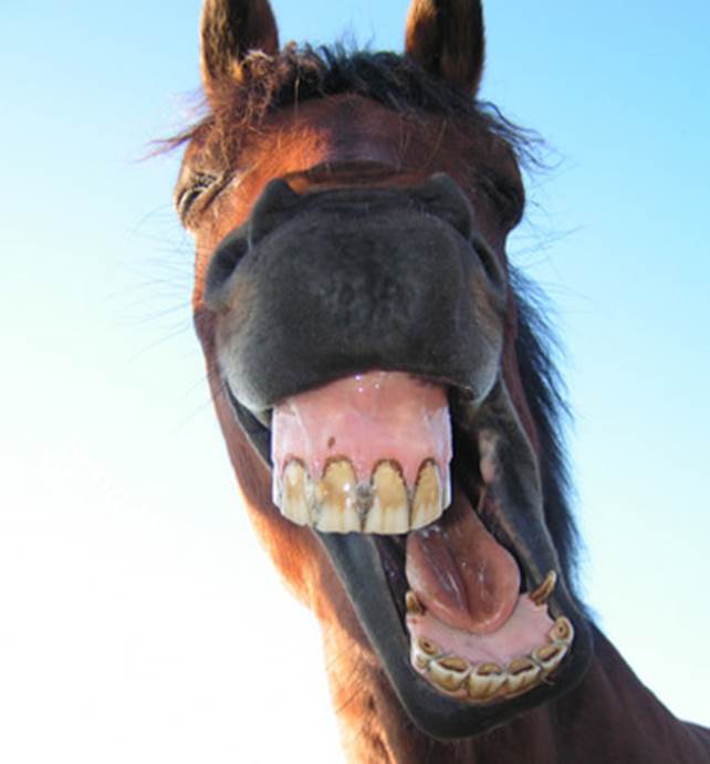 http://3.bp.blogspot.com/-8RCPq_SHHHA/TzPzC_f7lXI/AAAAAAAABvM/wSSJnCYb2ZQ/s1600/funny+horse+faces+(4).jpg