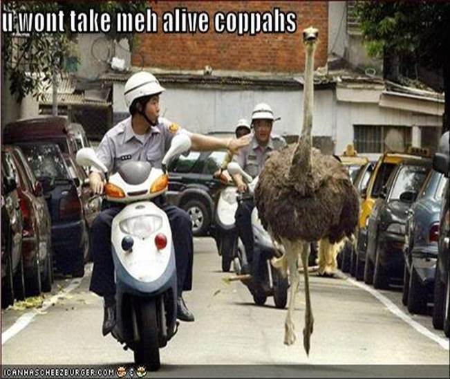 funny-pictures-ostrich-police-chase