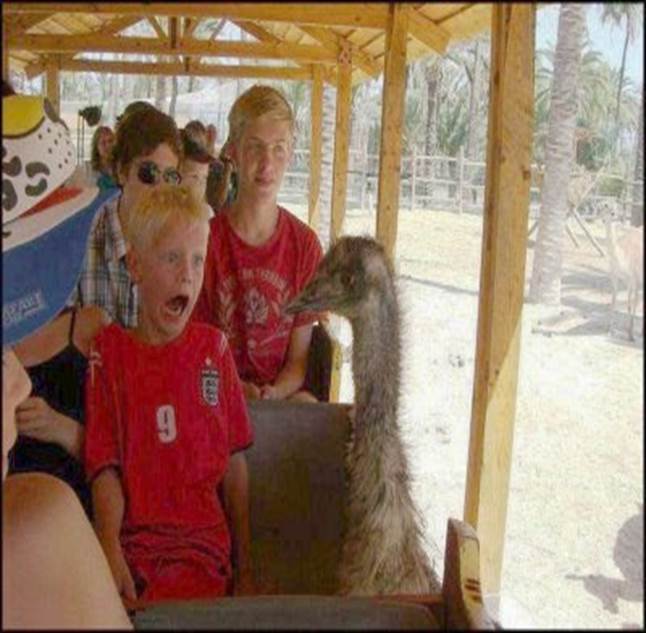 emu-scaring-kid-train