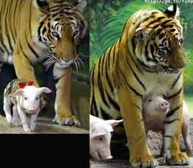 http://www.factzoo.com/sites/all/img/animalpairs/tiger-piggs.jpg