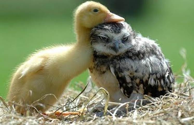 http://owlsandorchids.files.wordpress.com/2013/11/91d87-duck-and-owl_cute.jpg