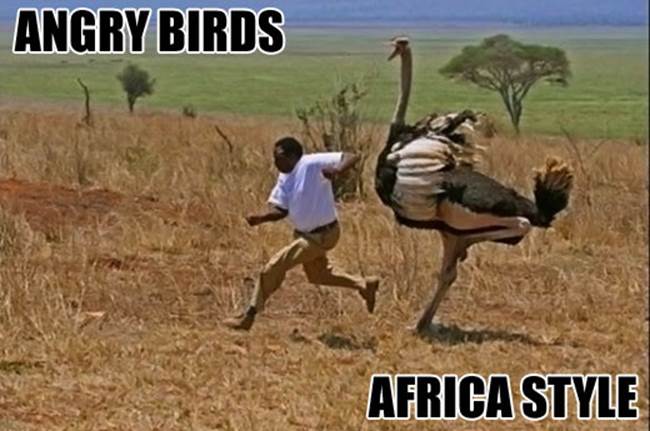 http://actionbash.com/wp-content/uploads/2012/12/funny-angry-birds-Africa.jpg