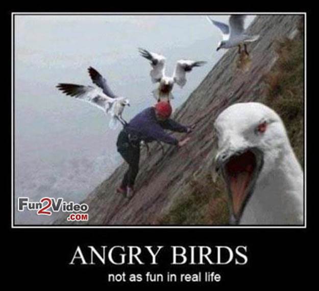 http://www.fun2video.com/wp-content/uploads/2013/02/real-life-angry-birds.jpg