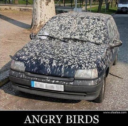 http://www.olaalaa.com/wp-content/uploads/2013/04/funny-Angry-Birds-pictures-car-fun-images-photos.jpg