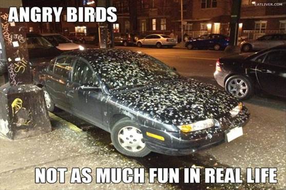 http://www.dumpaday.com/wp-content/uploads/2013/03/funny-pictures-angry-birds.jpg