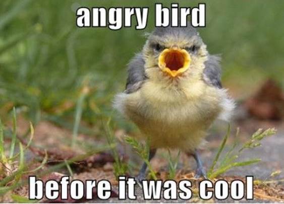 Top 20 most funny Angry birds memes and Jokes . . . #Hilarious #Funny #Jokes #Quotes