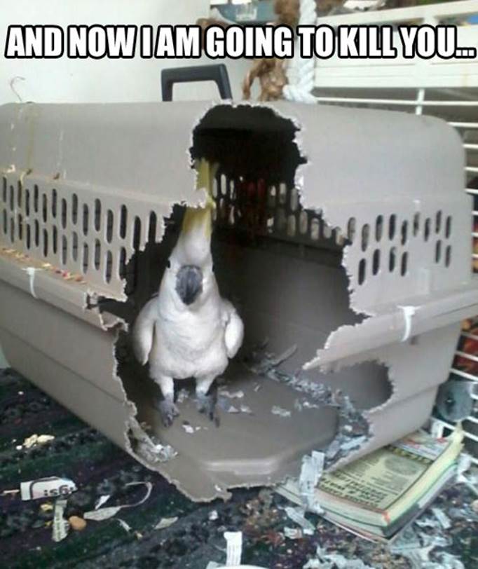 http://loldamn.com/wp-content/uploads/2013/11/funny-bird-cage.jpg