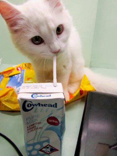 http://www.funnycutestuff.com/wp-content/uploads/2012/11/cat-drink-milk-using-straw.jpg