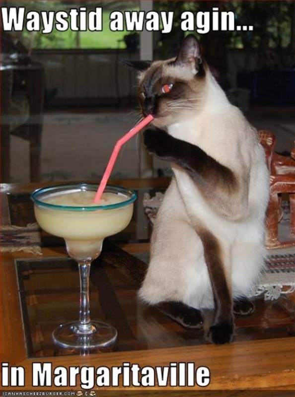 http://viviansox.files.wordpress.com/2012/07/funny-pictures-cat-drinks-margarita.jpg