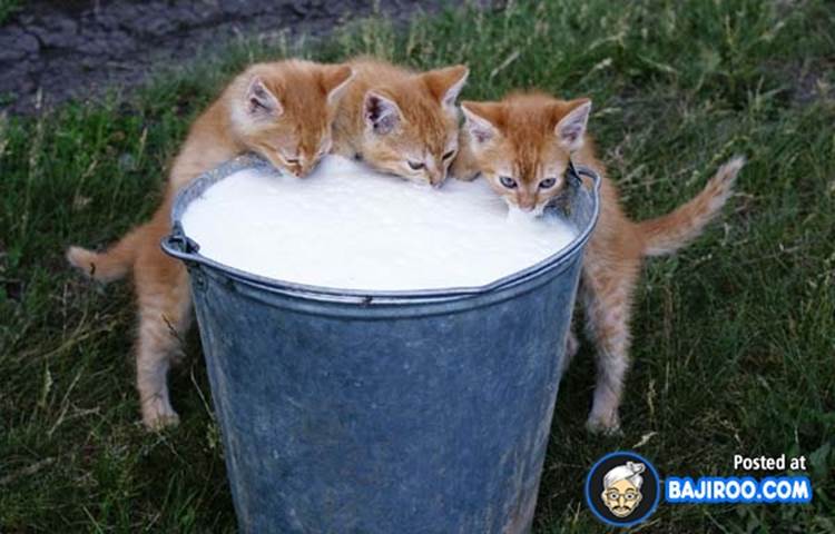 http://www.bajiroo.com/wp-content/uploads/2013/03/My_funny_cat_drinking_milk_images-animal-pictures-photos-9.jpg