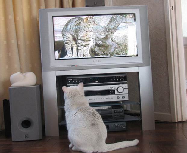 tv isnt just 640 02 Funny: Animals watching TV