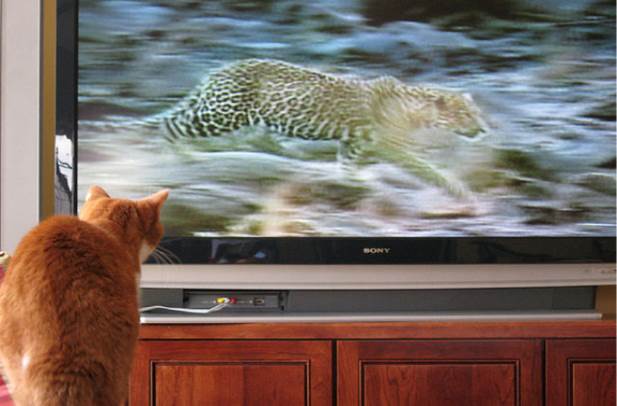 tv isnt just 640 04 Funny: Animals watching TV