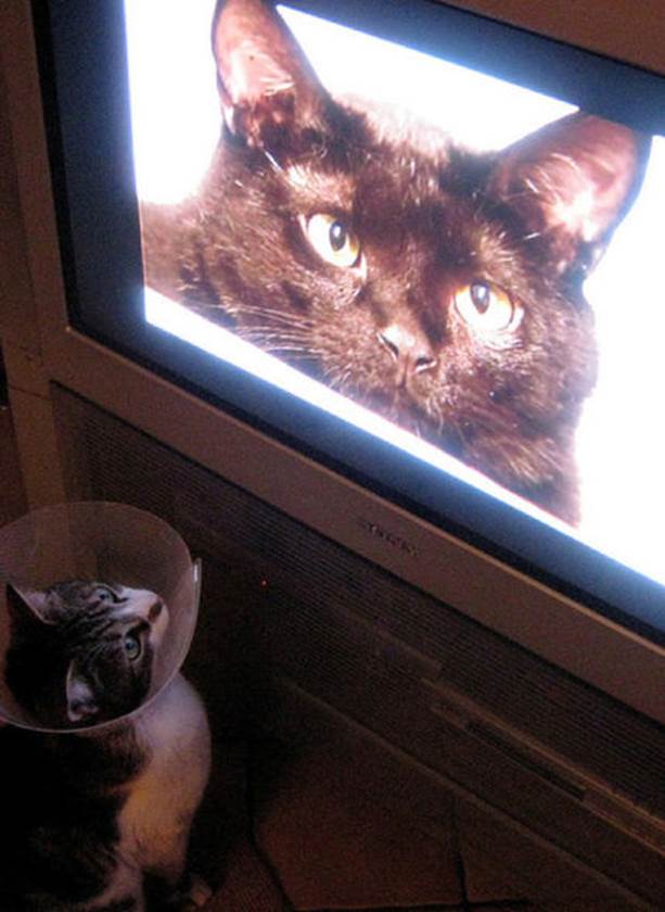 tv isnt just 640 05 Funny: Animals watching TV