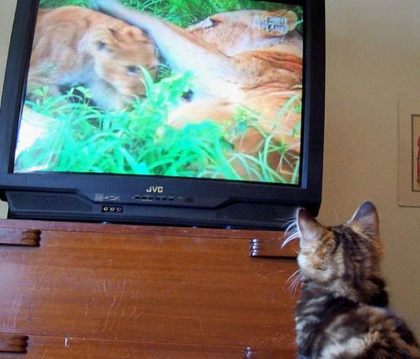 tv isnt just 640 07 Funny: Animals watching TV