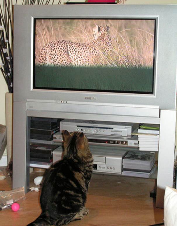 tv isnt just 640 14 Funny: Animals watching TV