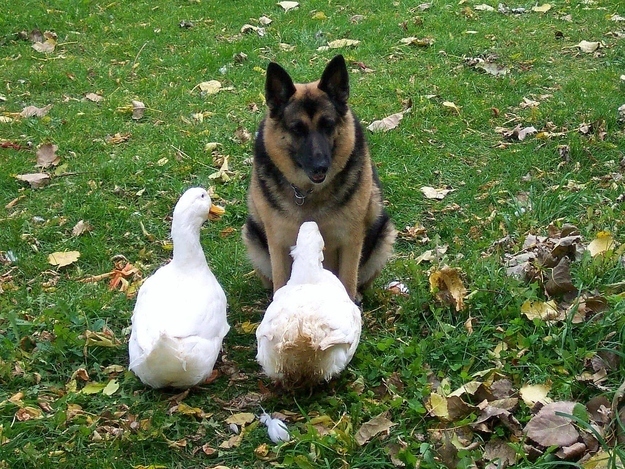 Two geese and a dog having a business meeting.