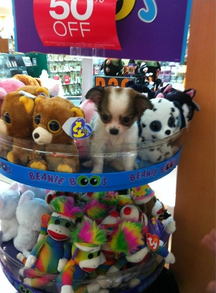 A puppy who is convinced that she is a 50%-off "Beanie Boo."