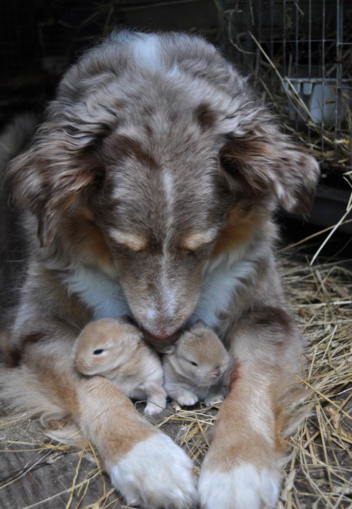 A dog who is pleasantly surprised to discover that he has adopted two baby rabbits.