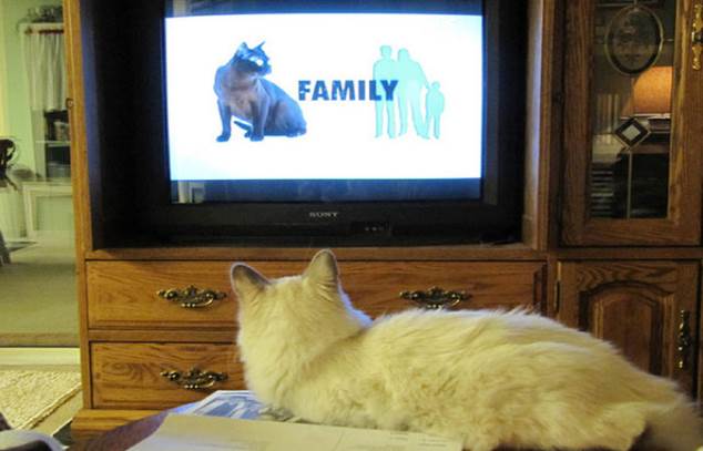 tv isnt just 640 21 Funny: Animals watching TV