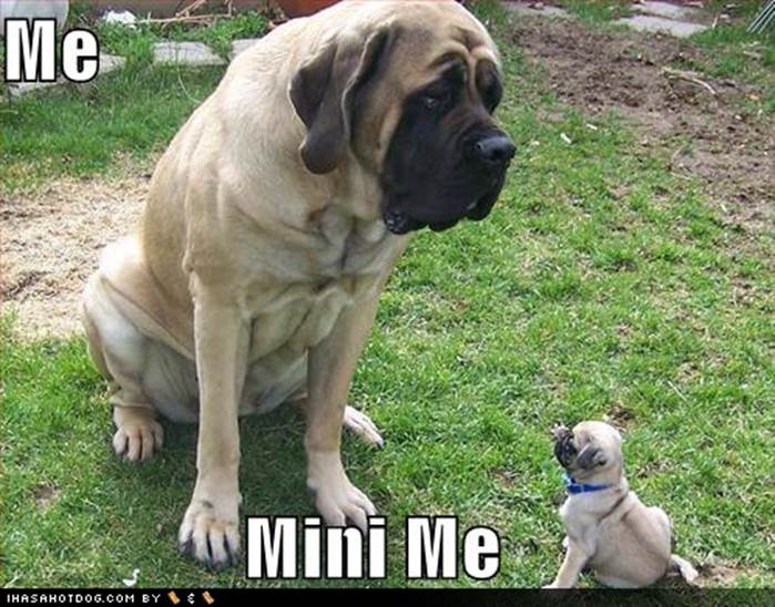 http://www.dailycuteness.com/wp-content/uploads/2009/08/funny-dog-pictures-me-mini-me.jpg