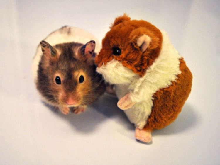 http://www.funpedia.net/imgs/july12/animals_with_their_stuffed_toy_counterparts_18.jpg