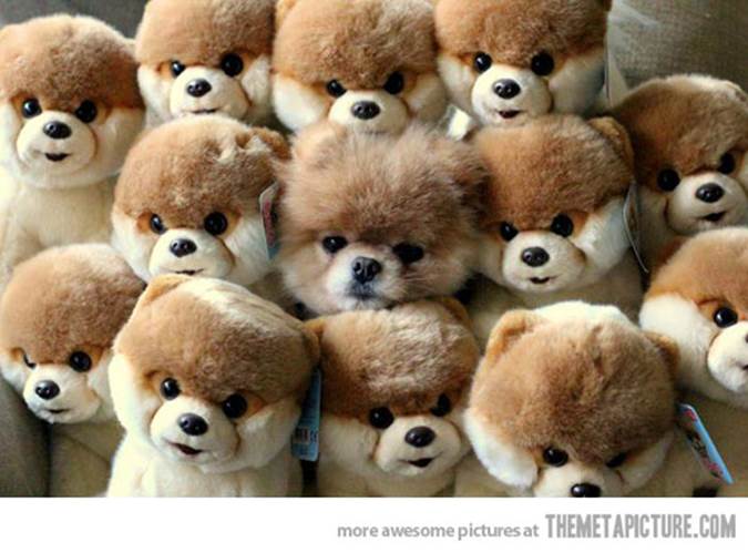 http://allfunnyimages.com/wp-content/uploads/funny-dog-hidden-stuffed-animals.jpg