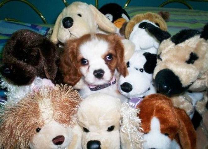 funny, funny pictures, funny photos, funny animals, animals, dog, cat, cute, funny dogs, funny cats, 28 Animals with Stuffed Animals of Themselves