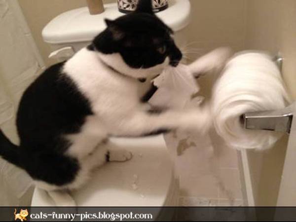 http://3.bp.blogspot.com/-bBrufwe6ALU/T1ZjzFPL-dI/AAAAAAAAEFQ/deq1AuBfFOw/s1600/Cat+unrolling+toilet+paper+funny+animals+picture.jpg