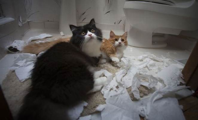http://1funny.com/wp-content/uploads/2011/10/guilty-cats.jpg