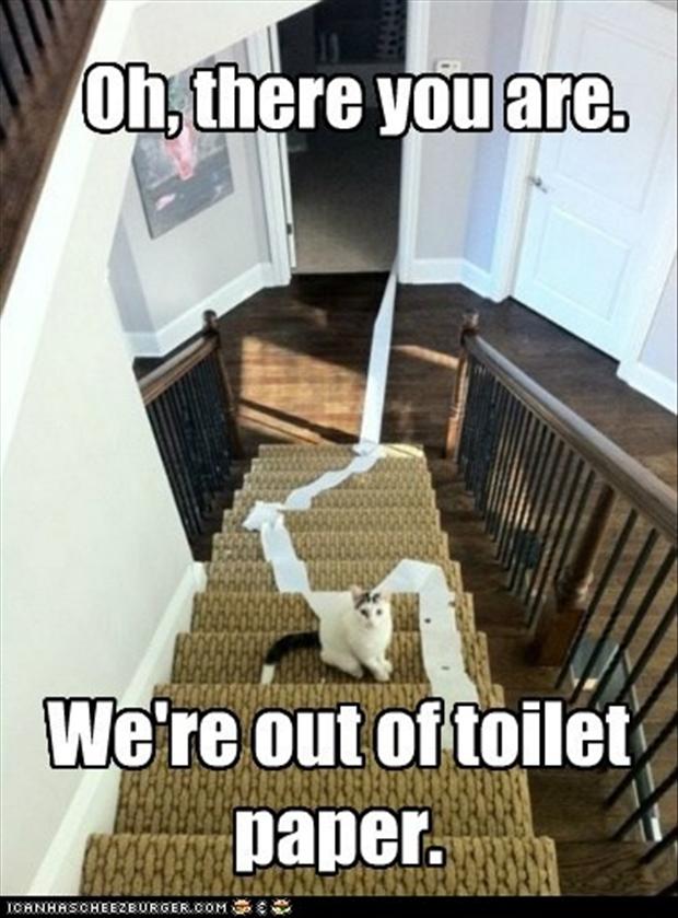 http://www.dumpaday.com/wp-content/uploads/2012/12/funny-cat-we-are-out-of-toilet-paper.jpg