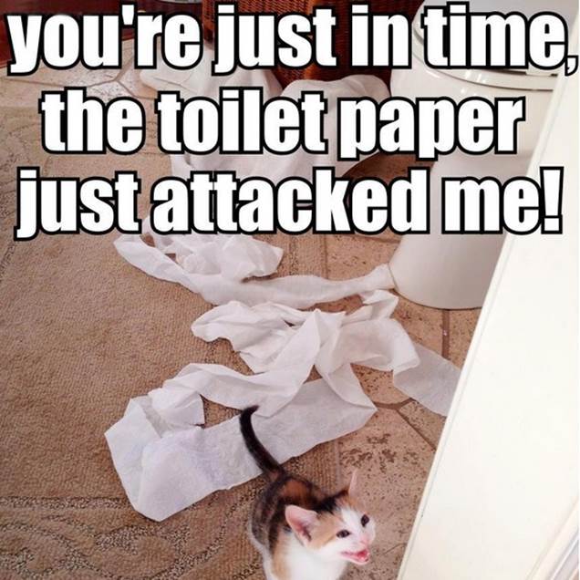 http://www.lol-cat.org/wp-content/uploads/2013/05/1-funny-cat-and-toilet-paper.jpg