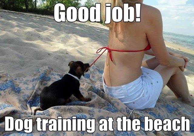 http://www.jokideo.com/wp-content/uploads/2013/12/Dog-training-at-its-best.jpg