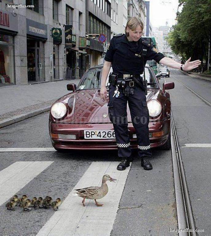 http://www.heapsoffun.com/pictures/20110625/funny_police_and_animals_m1005.jpg
