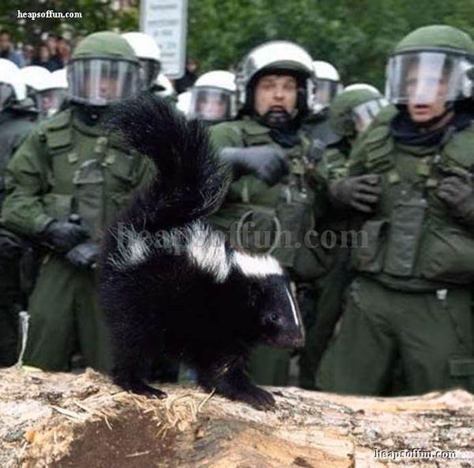 http://www.heapsoffun.com/pictures/20110625/funny_police_and_animals_m1006.jpg