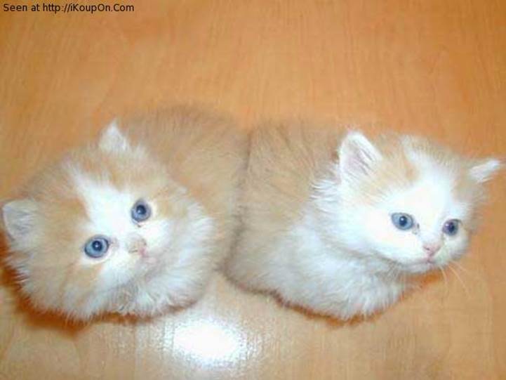 http://ikoupon.com/images/p_37_Twin-Cats_176.jpg