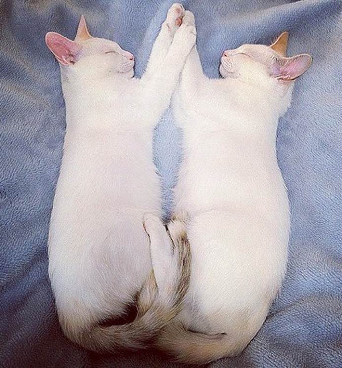 http://www.chillhour.com/img/funny/amazing_twin_cats/amazing_twin_cats_1.jpg