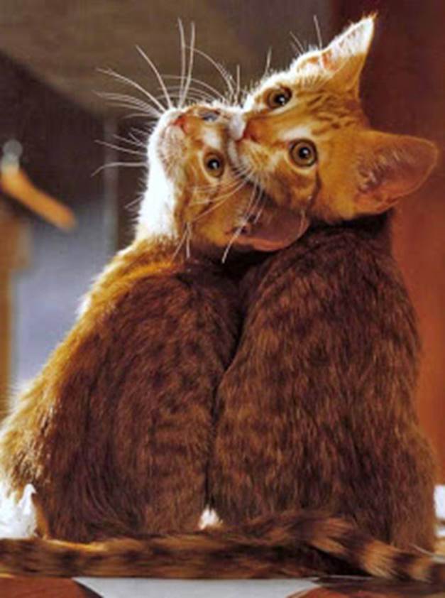 http://bp1.blogger.com/_6NwSLH0-B0A/RvASVVpub6I/AAAAAAAAARM/3te0mhu2RfI/s320/cats_twins.jpg