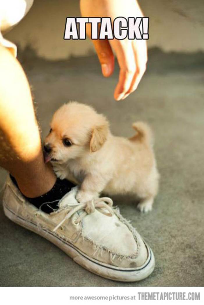 http://www.ceritaspros.com/dev/images/dogs/FunnyPuppies/funny-cute-puppy-attack-leg.jpg