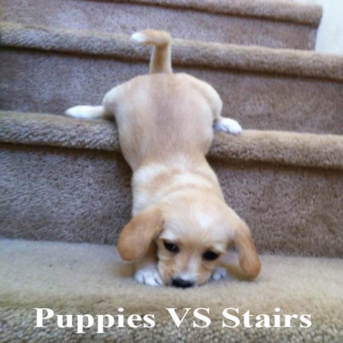 http://www.ceritaspros.com/dev/images/dogs/FunnyPuppies/puppy-coming-down-the-stairs.jpg