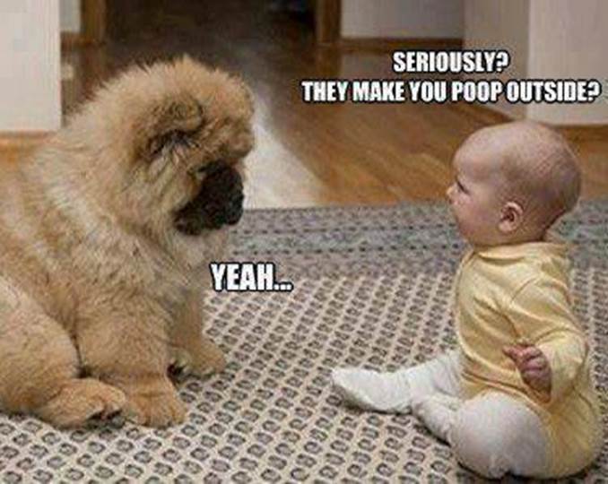 http://motleydogs.com/wp-content/uploads/2012/11/Baby-to-puppy-they-make-you-poop-outside-Funny-dog-photo-with-captions.jpg