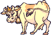  cow with bell   animation