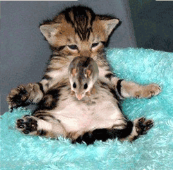 http://swapmeetdave.com/Humor/Cats/CatTrampolineMouse.gif