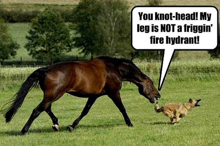 http://funnystack.com/wp-content/uploads/2014/04/Funny-Horses-7.jpg