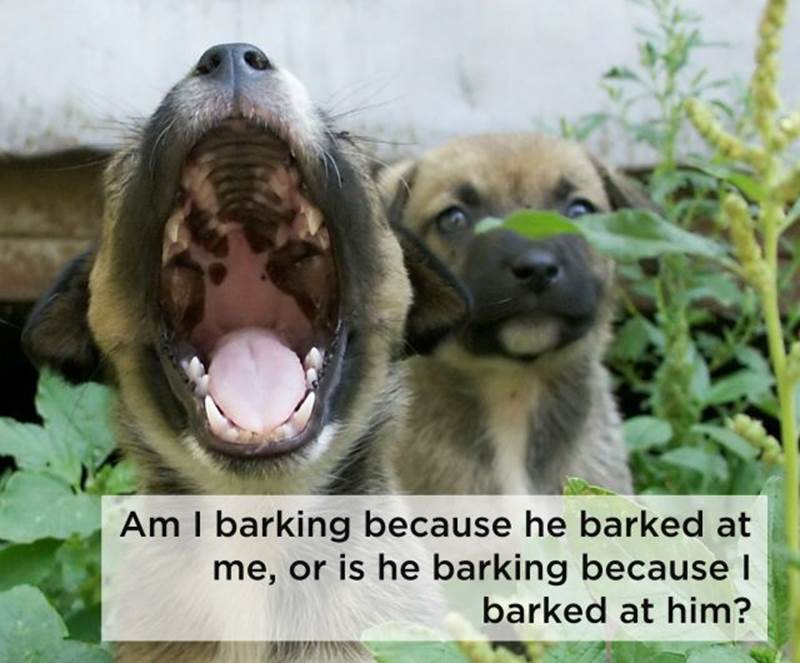 Dog thoughts7 Funny: Dog thoughts