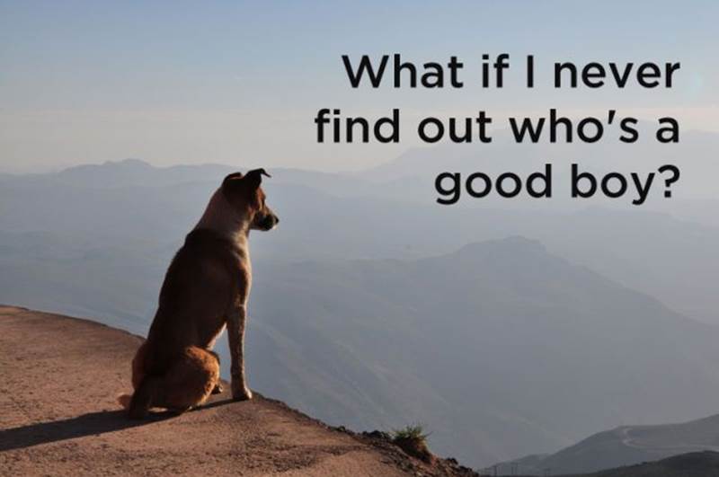 Dog thoughts9 Funny: Dog thoughts