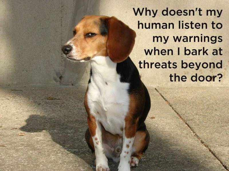 Dog thoughts10 Funny: Dog thoughts